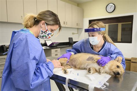 cmu veterinary medicine tuition fee|Veterinary medicine fees 2023.